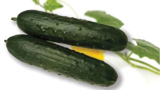 კიტრი პლანტა (ხორკლიანი) 500გრ