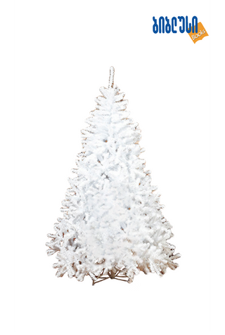 855174 ნაძვის ხე Maine White  სიმაღლე 180 cm