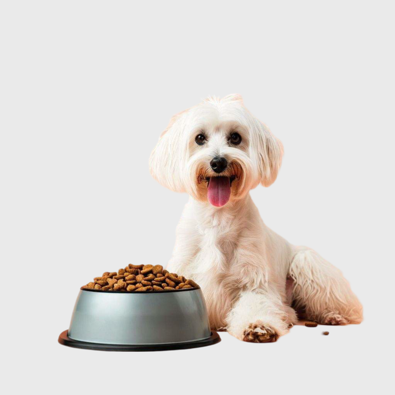 სველი საკვები ძაღლის