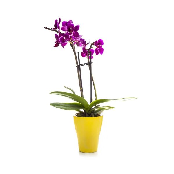 Кімнатні рослини․