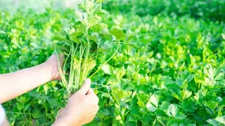 ნიახური 100გრ