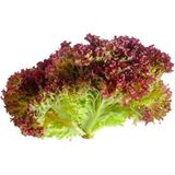 Салат Лолло роса, шт