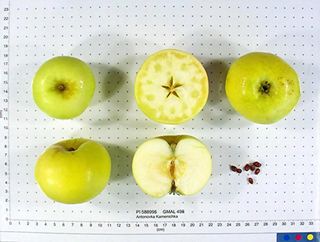 ვაშლი ანტონოვკა 1კგ