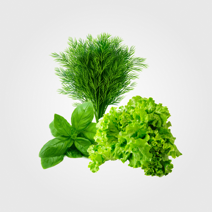 Зелень свіжа
