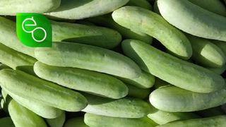 შუშა კიტრი (პლანტა) - 500 გ