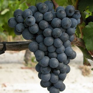 ყურძენი (უცხოური) 500გრ