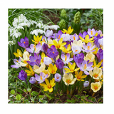 Цибулини квітів, арт.ptk