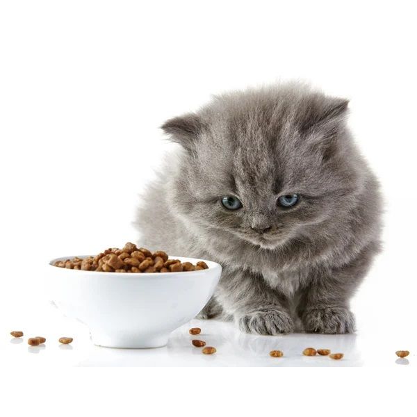 Корм для котів