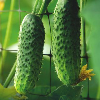 კიტრი ხორკლიანი 1კგ