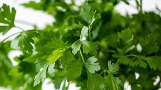 ქინძი 100გრ