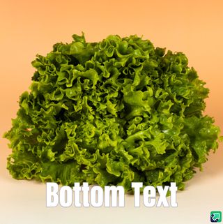 სალათის ფრცელი