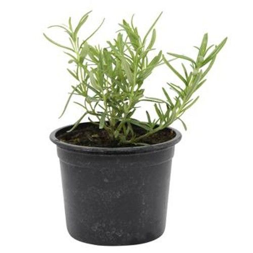 Зелень, салати