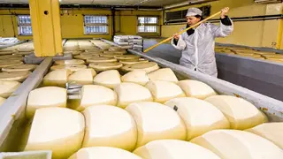 ყველი ქარხნული/cheese Factory 500გრ