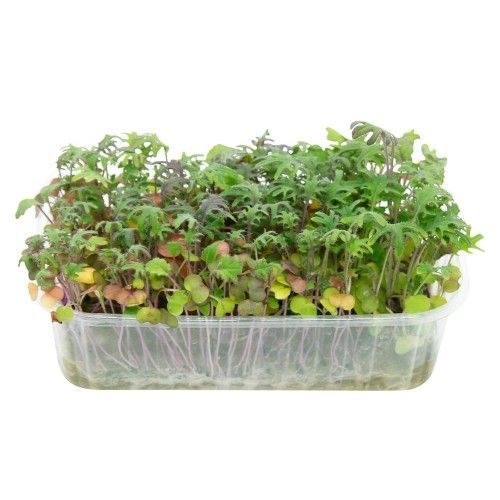 Зелень, салати