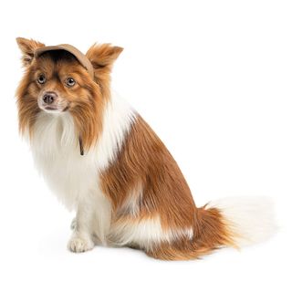 Кепка Phil ТМ Pet Fashion для собак ХL