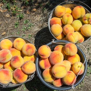 ატამი (უცხოური) 500გრ