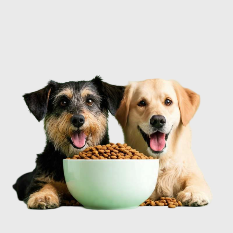 ძაღლის საკვები