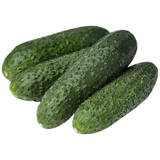 ОГУРЕЦ КУРАЖ