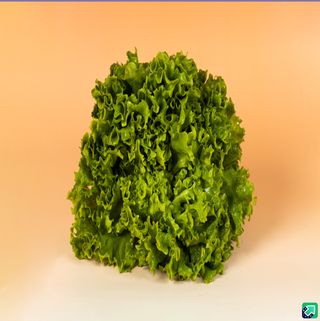 სალათის ფურცელი 200g