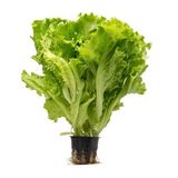 Салат листовий у горщику шт. 1 гат