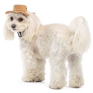 Панама Pet Fashion Ava для собак ХL