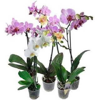 Роcлинa Оpхiдeя Фалeнопcic 12/50