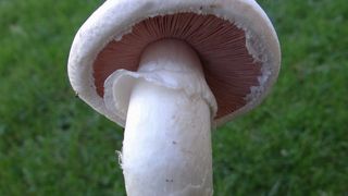 ქამა სოკო 500გრ