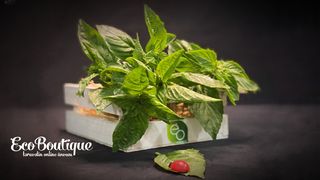 თეთრი რეჰანი - 1ც