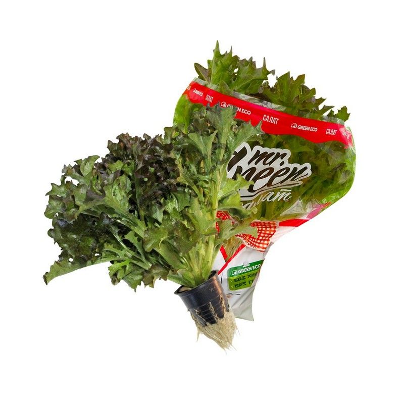 Зелень и салаты