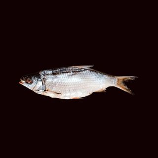 Плотва (150г)