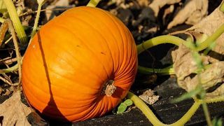 გოგრა 1 კგ