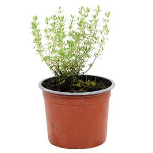 Зелень, салати