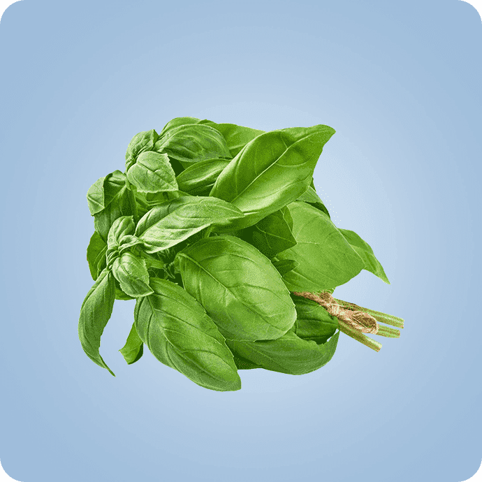 მწვანილი