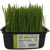 Паростки пшениці