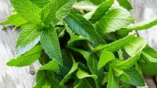 პიტნა/mint 100გრ