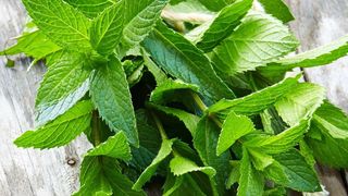 პიტნა/mint 100გრ