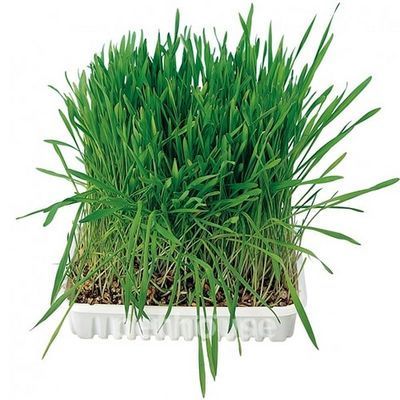 Ласощі для котів: