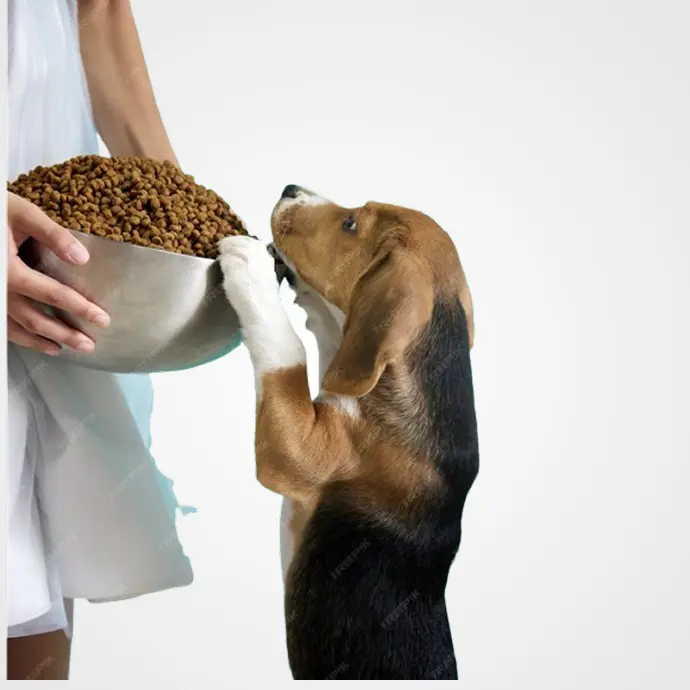 Alimentación Perros