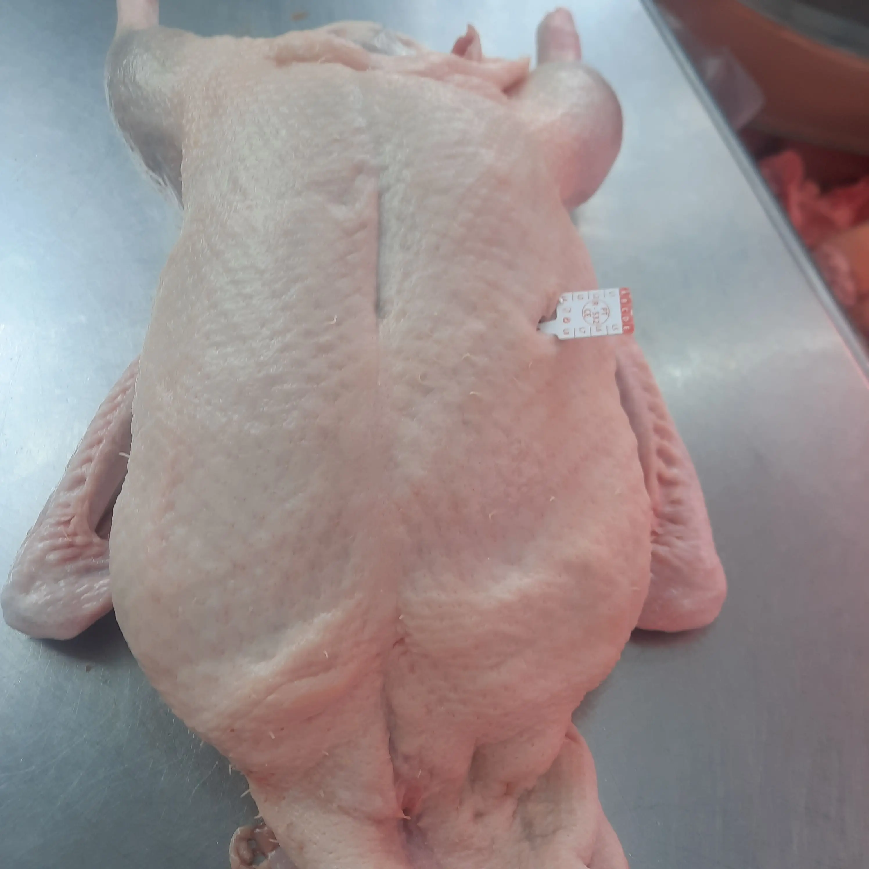 Pato