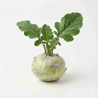 Kalarepka 1 Sztuka