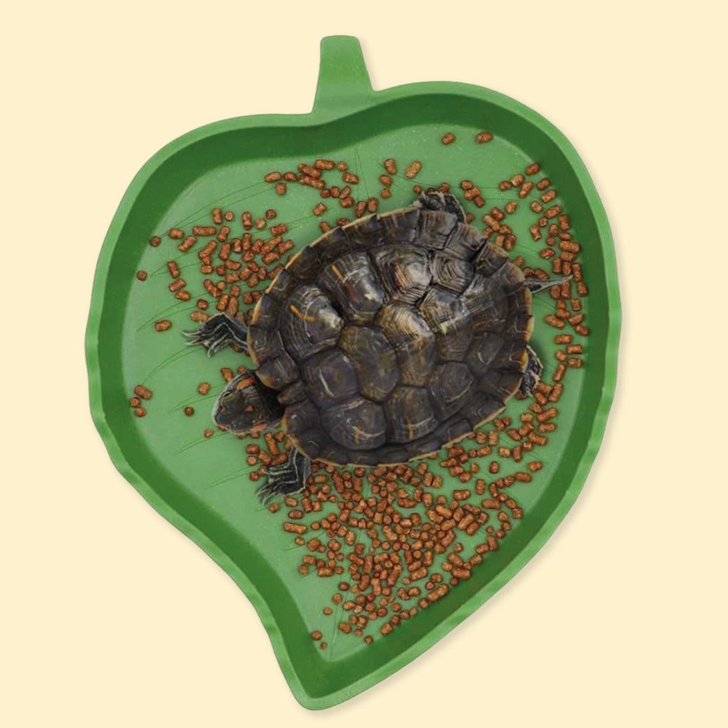 Alimentación Reptiles