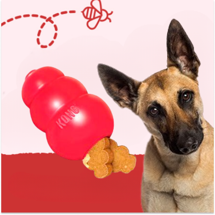 Accesorios y Complementos Perros