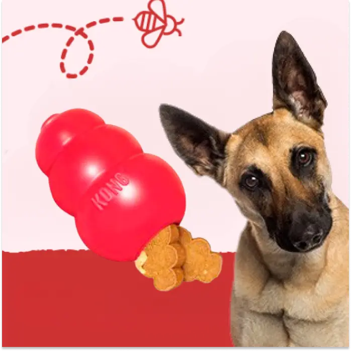 Accesorios y Complementos Perros