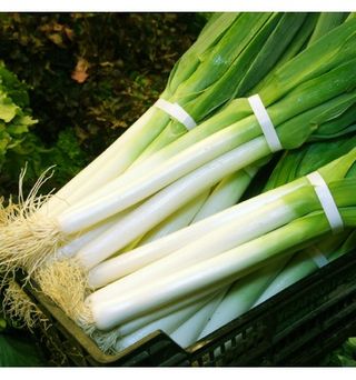 Puerros en Manojo 3 Unidades