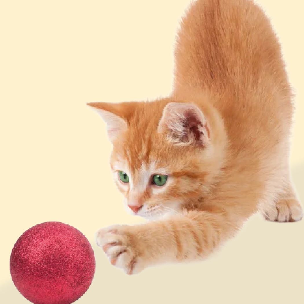 Accesorios y Complementos Gatos