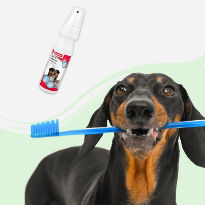 Salud e Higiene Perros