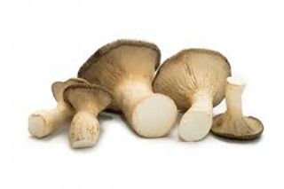 Funghi Cardoncello Optimus G.300