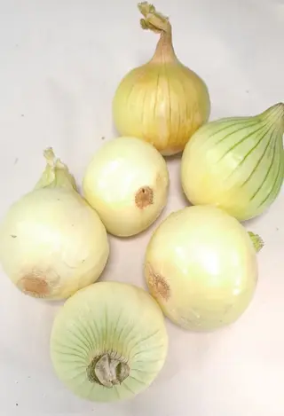 Cebula Młoda Polska 500g