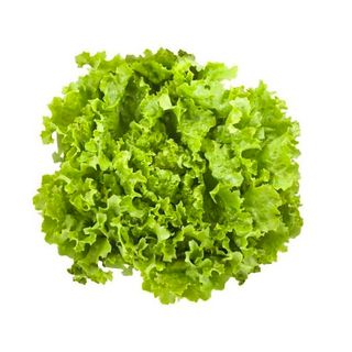 lechuga batavia pieza