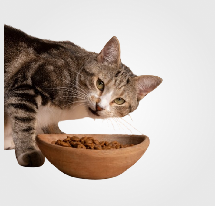 Pienso Gatos Por Marca